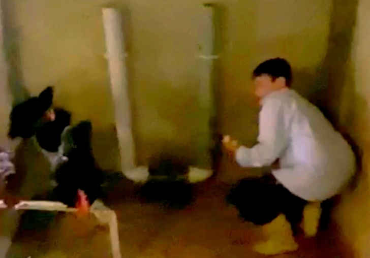 Yumurtayı Vermek İstemeyen Horoz 14 Yaşındaki Çocuğa Saldırdı